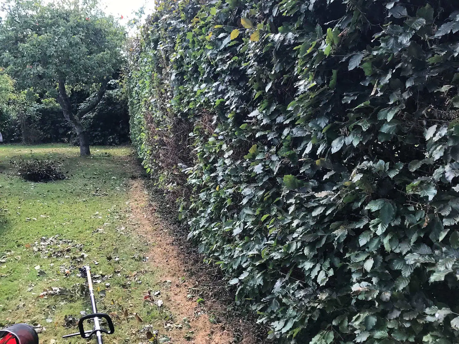 Hedge Trimming Bourne Lincs